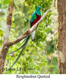 Resplendent Quetzal - © Laura L Fellows and Exotic Birding LLC