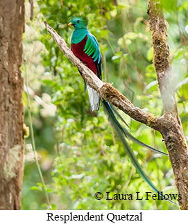 Resplendent Quetzal - © Laura L Fellows and Exotic Birding LLC