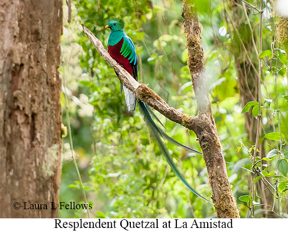 Resplendent Quetzal - © Laura L Fellows and Exotic Birding LLC