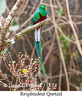 Resplendent Quetzal - © Laura L Fellows and Exotic Birding LLC Resplendent Quetzal - © Laura L Fellows and Exotic Birding LLC