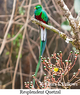 Resplendent Quetzal - © Laura L Fellows and Exotic Birding LLC