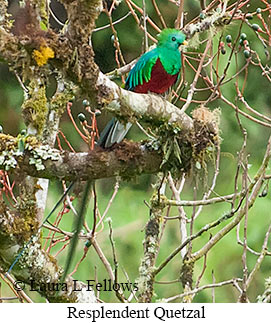 Resplendent Quetzal - © Laura L Fellows and Exotic Birding LLC Resplendent Quetzal - © Laura L Fellows and Exotic Birding LLC