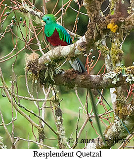 Resplendent Quetzal - © Laura L Fellows and Exotic Birding LLC