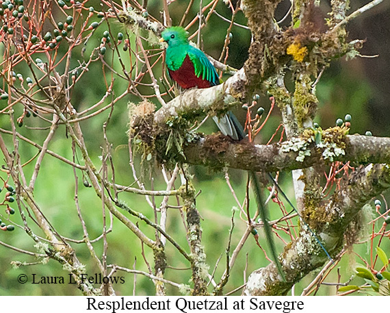 Resplendent Quetzal - &copy; Laura L Fellows and Exotic Birding Tours