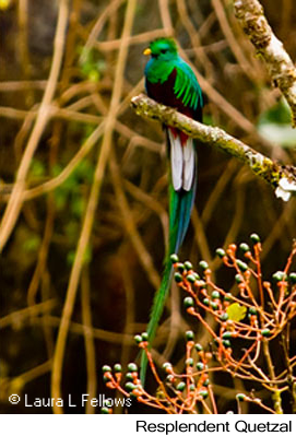 Resplendent Quetzal - &copy; Laura L Fellows and Exotic Birding tours