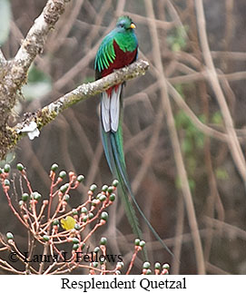 Resplendent Quetzal - © Laura L Fellows and Exotic Birding LLC