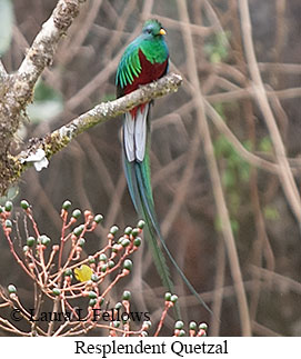 Resplendent Quetzal - © Laura L Fellows and Exotic Birding LLC Resplendent Quetzal - © Laura L Fellows and Exotic Birding LLC