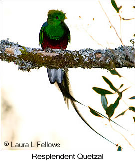 Resplendent Quetzal - © Laura L Fellows and Exotic Birding LLC Resplendent Quetzal - © Laura L Fellows and Exotic Birding LLC