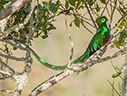 Resplendent Quetzal - © Laura L Fellows and Exotic Birding Tours Resplendent Quetzal - © Laura L Fellows and Exotic Birding Tours