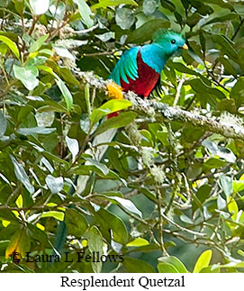 Resplendent Quetzal - © Laura L Fellows and Exotic Birding LLC