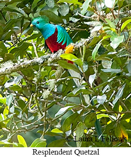 Resplendent Quetzal - © Laura L Fellows and Exotic Birding LLC