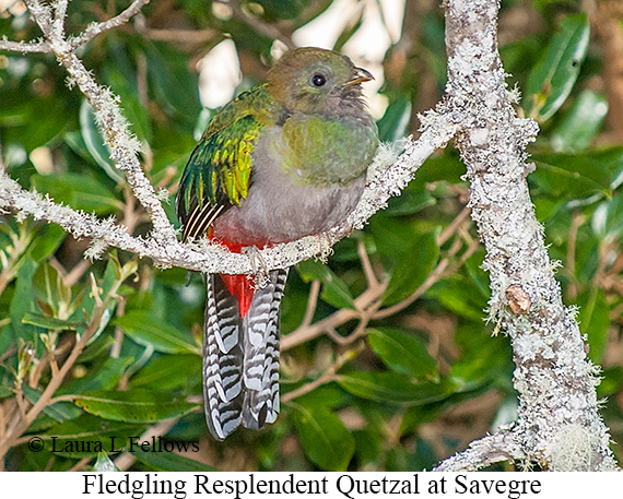 Resplendent Quetzal - © James F Wittenberger and Exotic Birding LLC