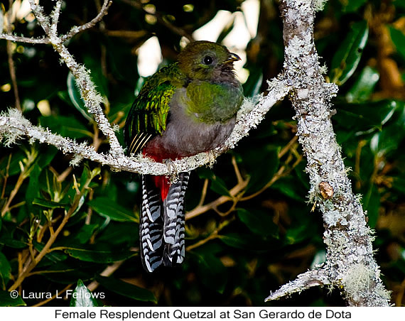 Resplendent Quetzal - &copy; Laura L Fellows and Exotic Birding Tours