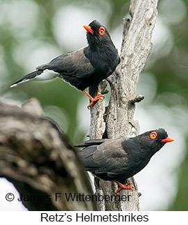 Retz's Helmetshrike - © James F Wittenberger and Exotic Birding LLC