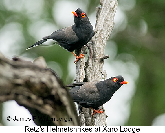 Retz's Helmetshrike - © James F Wittenberger and Exotic Birding LLC