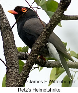 Retz's Helmetshrike - © James F Wittenberger and Exotic Birding LLC Retz's Helmetshrike - © James F Wittenberger and Exotic Birding LLC