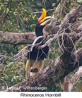 Rhinoceros Hornbill - © James F Wittenberger and Exotic Birding LLC