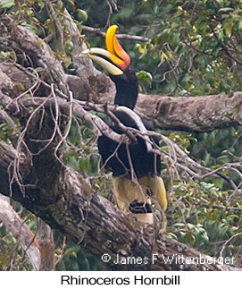 Rhinoceros Hornbill - © James F Wittenberger and Exotic Birding LLC