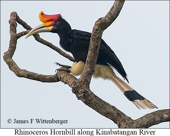Rhinoceros Hornbill - © James F Wittenberger and Exotic Birding LLC Rhinoceros Hornbill - © James F Wittenberger and Exotic Birding LLC