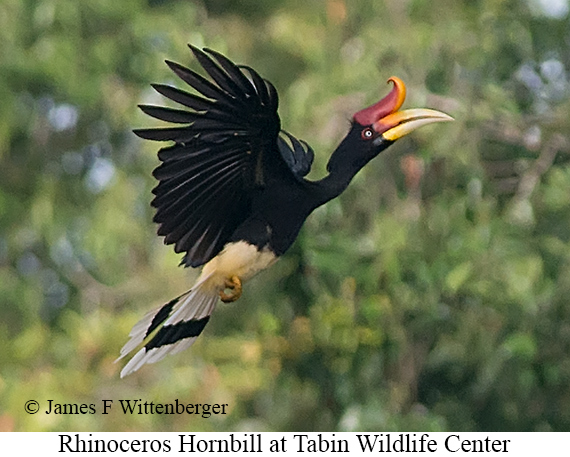 Rhinoceros Hornbill - © James F Wittenberger and Exotic Birding LLC