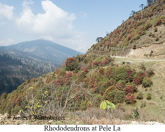 Rhododendrons in bloom - © James F Wittenberger and Exotic Birding LLC Rhododendrons in bloom - © James F Wittenberger and Exotic Birding LLC