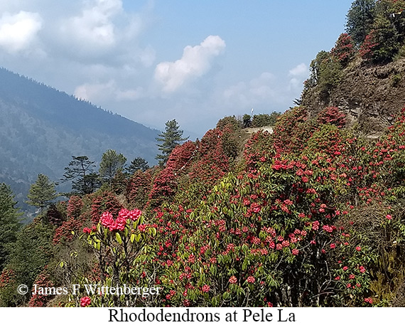 Rhododendrons in bloom - © James F Wittenberger and Exotic Birding LLC Rhododendrons in bloom - © James F Wittenberger and Exotic Birding LLC