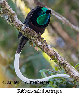 Ribbon-tailed Astrapia - © James F Wittenberger and Exotic Birding LLC