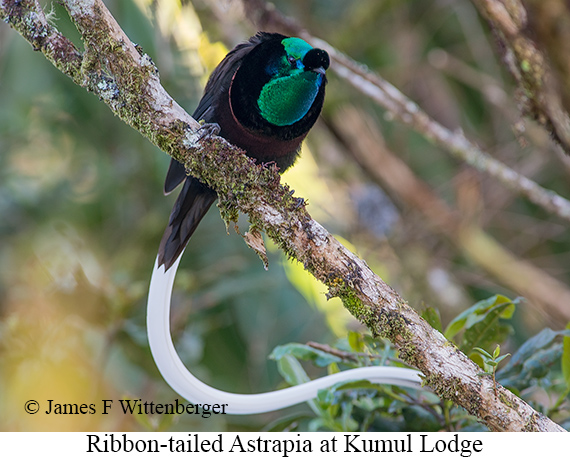 Ribbon-tailed Astrapia - © James F Wittenberger and Exotic Birding LLC