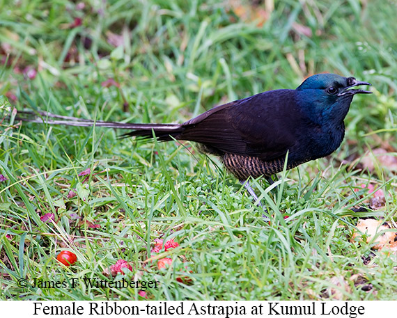 Ribbon-tailed Astrapia - © James F Wittenberger and Exotic Birding LLC