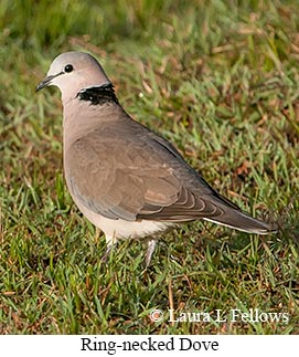 Ring-necked Dove - © Laura L Fellows and Exotic Birding LLC Ring-necked Dove - © Laura L Fellows and Exotic Birding LLC