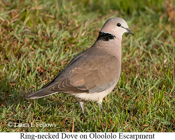 Ring-necked Dove - © Laura L Fellows and Exotic Birding LLC