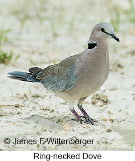 Ring-necked Dove - © James F Wittenberger and Exotic Birding LLC