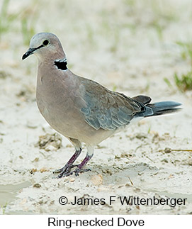 Ring-necked Dove - © James F Wittenberger and Exotic Birding LLC