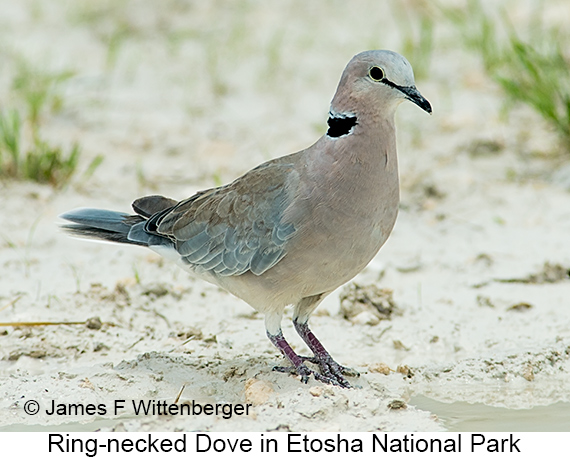 Ring-necked Dove - © James F Wittenberger and Exotic Birding LLC