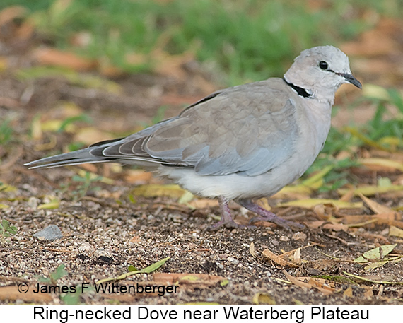 Ring-necked Dove - © James F Wittenberger and Exotic Birding LLC Ring-necked Dove - © James F Wittenberger and Exotic Birding LLC