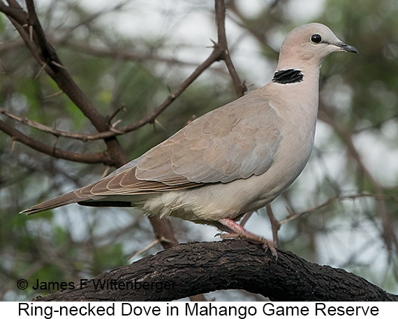 Ring-necked Dove - © James F Wittenberger and Exotic Birding LLC Ring-necked Dove - © James F Wittenberger and Exotic Birding LLC