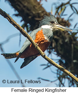 Ringed Kingfisher - © Laura L Fellows and Exotic Birding LLC