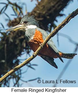 Ringed Kingfisher - © Laura L Fellows and Exotic Birding LLC Ringed Kingfisher - © Laura L Fellows and Exotic Birding LLC