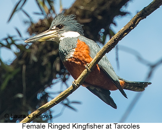 Ringed Kingfisher - © Laura L Fellows and Exotic Birding LLC Ringed Kingfisher - © Laura L Fellows and Exotic Birding LLC