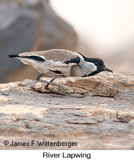 River Lapwing - © James F Wittenberger and Exotic Birding LLC