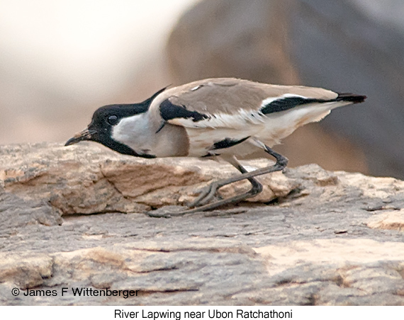 River Lapwing - © James F Wittenberger and Exotic Birding LLC