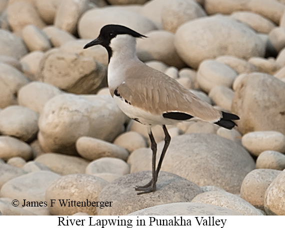 River Lapwing - © James F Wittenberger and Exotic Birding LLC