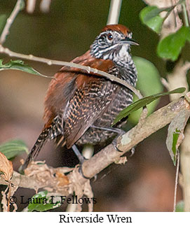 Riverside Wren - © Laura L Fellows and Exotic Birding LLC Riverside Wren - © Laura L Fellows and Exotic Birding LLC