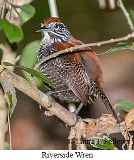 Riverside Wren - © Laura L Fellows and Exotic Birding LLC