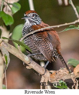 Riverside Wren - © Laura L Fellows and Exotic Birding LLC Riverside Wren - © Laura L Fellows and Exotic Birding LLC