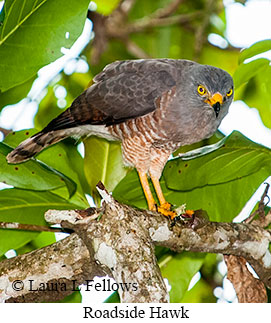 Roadside Hawk - © Laura L Fellows and Exotic Birding LLC Roadside Hawk - © Laura L Fellows and Exotic Birding LLC