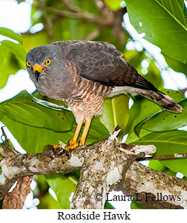 Roadside Hawk - © Laura L Fellows and Exotic Birding LLC