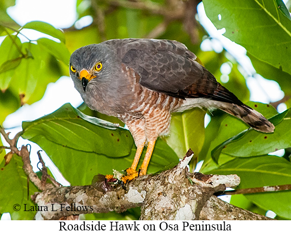 Roadside Hawk - © Laura L Fellows and Exotic Birding LLC