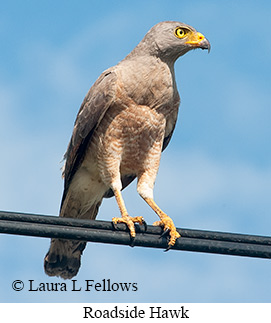 Roadside Hawk - © Laura L Fellows and Exotic Birding LLC