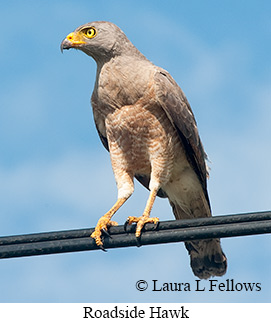 Roadside Hawk - © Laura L Fellows and Exotic Birding LLC